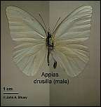 [drusilla-1m.jpg]