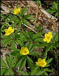 [ranunculoides-4.jpg]