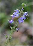 [officinalis-1x.jpg]